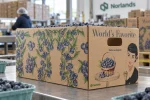 Berry Boxes - Image 2