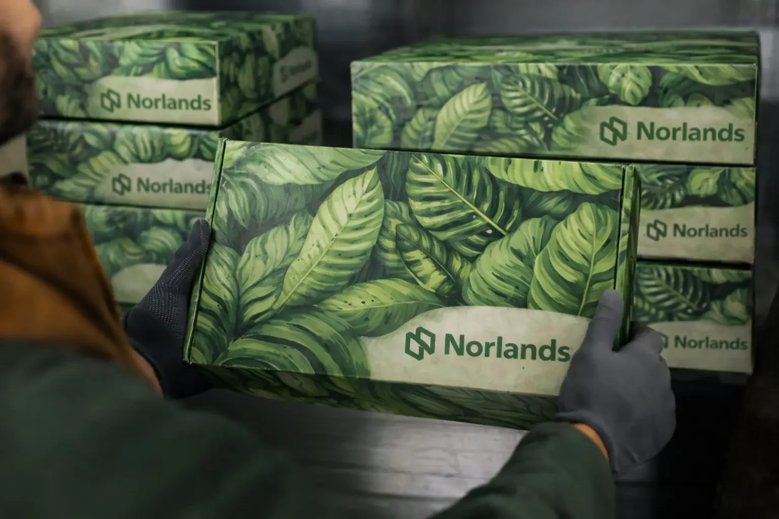Custom packaging localization reflected in regionally inspired leaf-designed corrugated boxes prepared for distribution