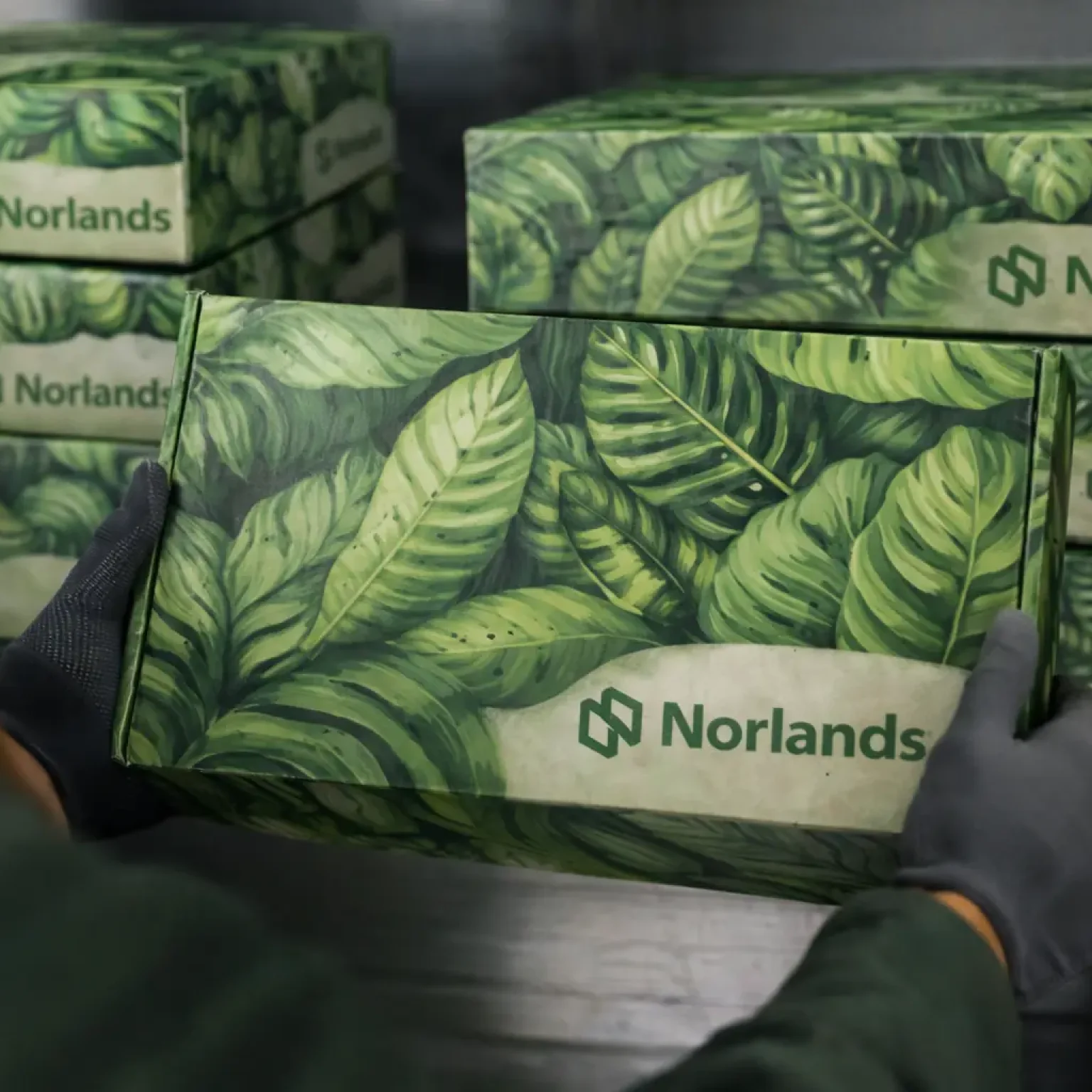 Custom packaging localization reflected in regionally inspired leaf-designed corrugated boxes prepared for distribution