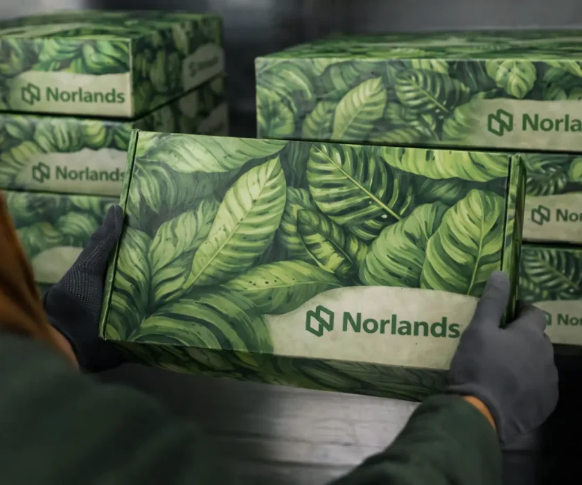 Custom packaging localization reflected in regionally inspired leaf-designed corrugated boxes prepared for distribution